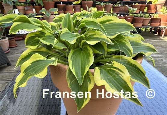 Hosta Penny Lane